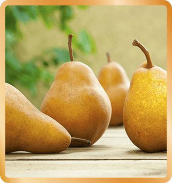pears2-Th